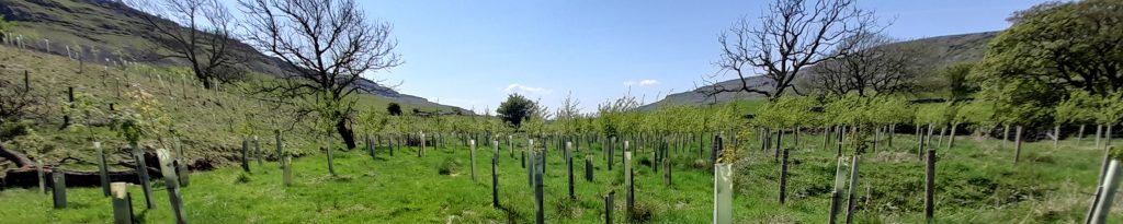 How to Buy BNG Units for Your Planning Application